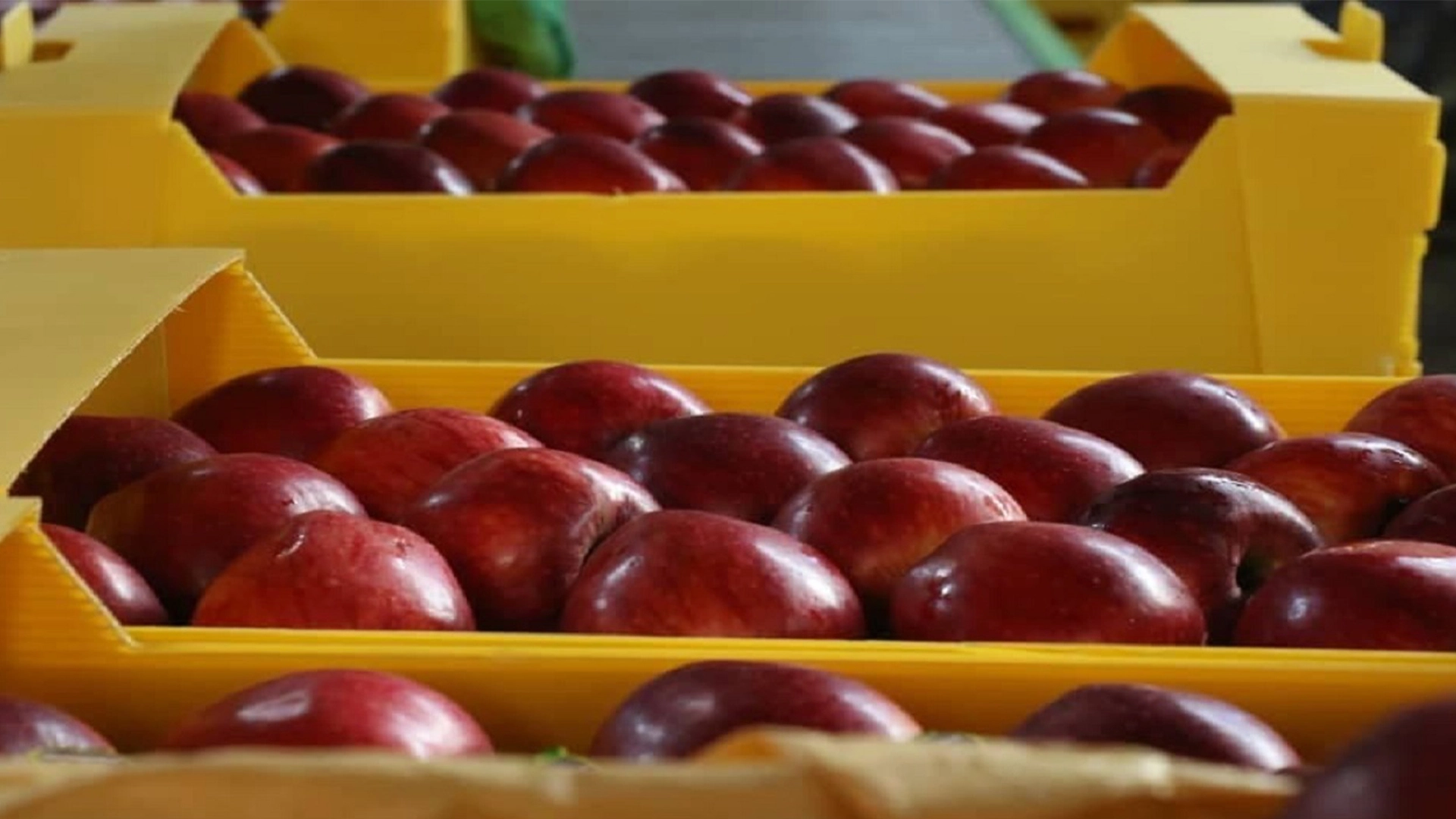 apples-sorting-4