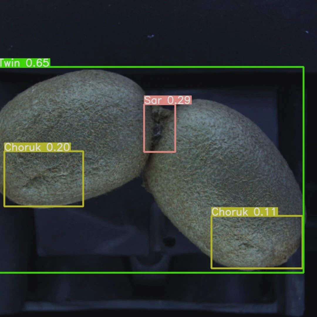 kiwi-sorting-2