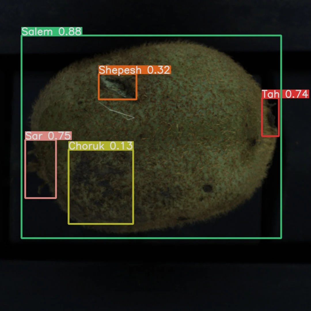 kiwi-sorting-4